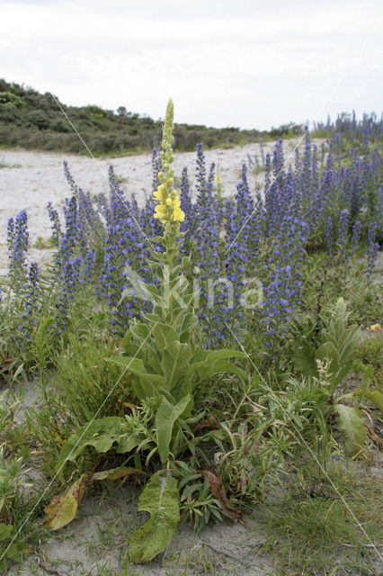 Slangenkruid (Echium wildpretii)