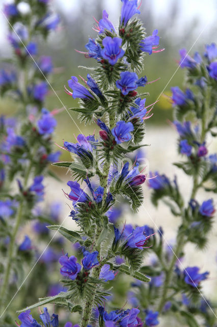 Slangenkruid (Echium wildpretii)