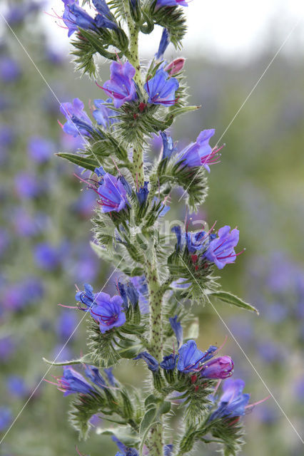 Slangenkruid (Echium wildpretii)