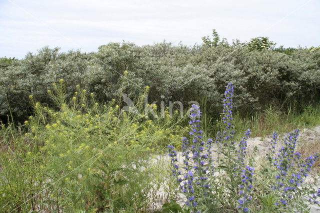 Slangenkruid (Echium wildpretii)