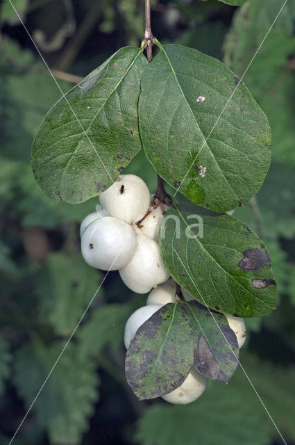 Sneeuwbes (Symphoricarpos racemosus)