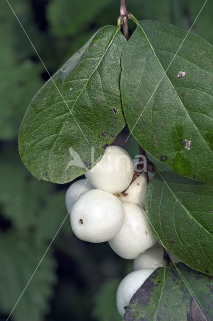 Sneeuwbes (Symphoricarpos racemosus)