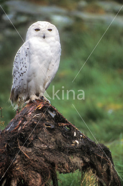 Sneeuwuil (Bubo scandiacus)