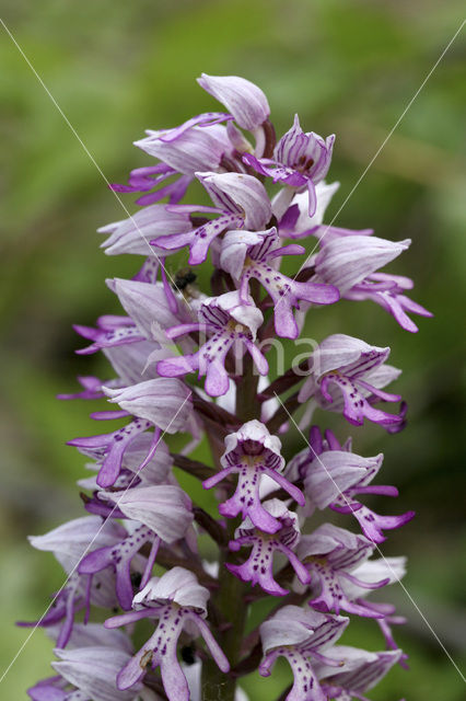 Soldaatje (Orchis militaris)