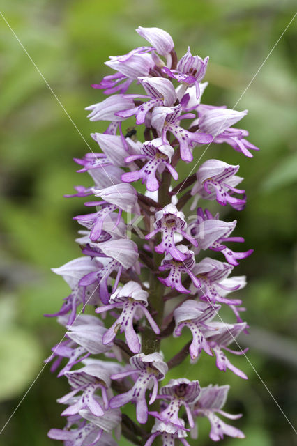 Soldaatje (Orchis militaris)