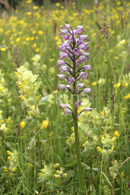 Soldaatje (Orchis militaris)