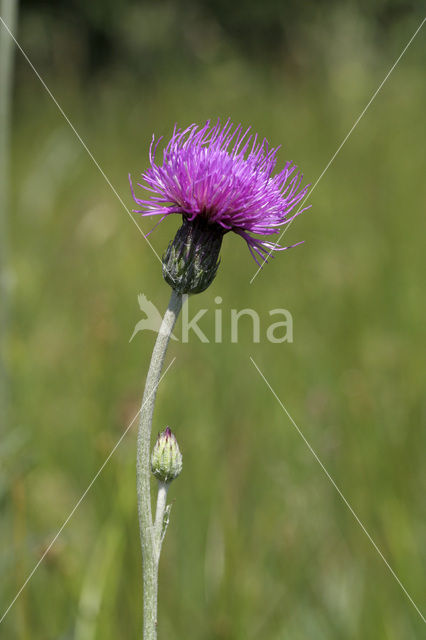 Spaanse ruiter (Cirsium dissectum)