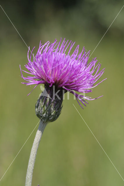 Spaanse ruiter (Cirsium dissectum)