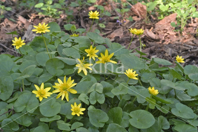 Speenkruid (Ranunculus ficaria)