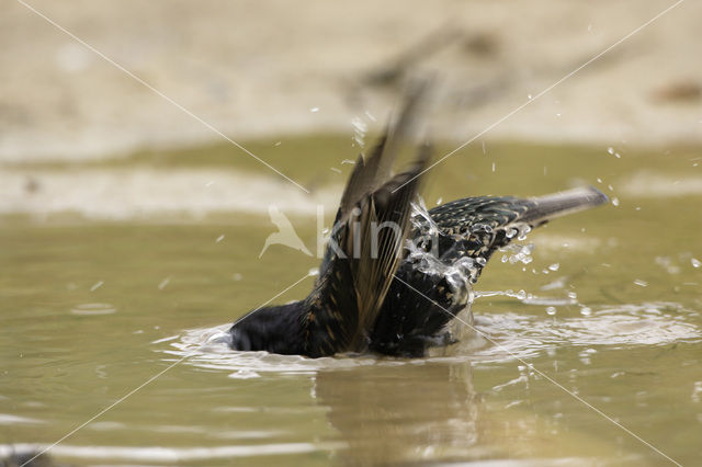 Spreeuw (Sturnus vulgaris)