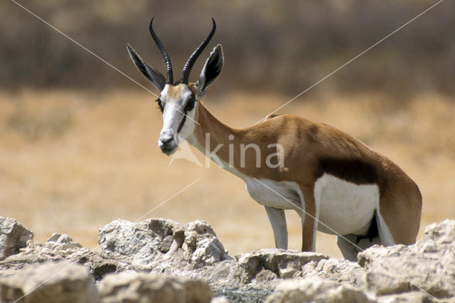 Springbok (Antidorcas marsupialis)