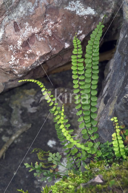 Steenbreekvaren (Asplenium trichomanes)