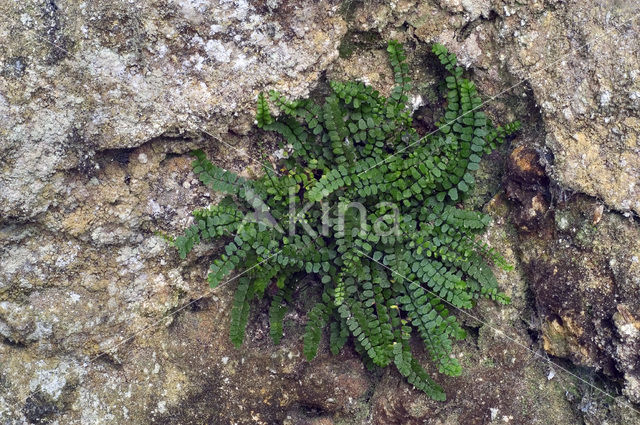 Steenbreekvaren (Asplenium trichomanes)