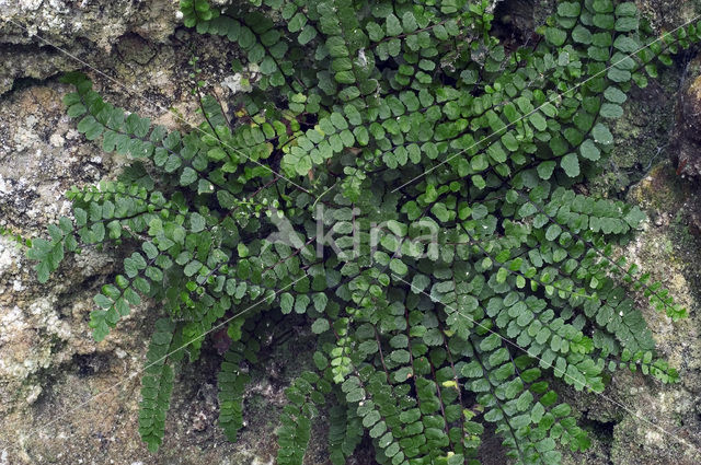 Steenbreekvaren (Asplenium trichomanes)