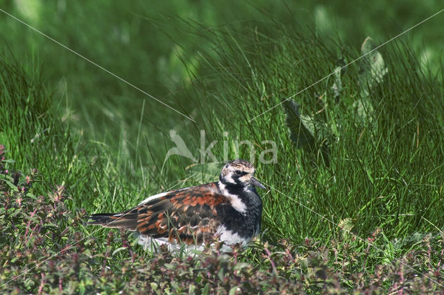 Steenloper (Arenaria interpres)