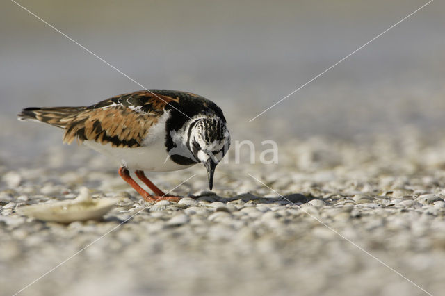 Steenloper (Arenaria interpres)