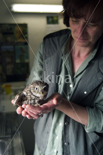 Steenuil (Athene noctua)