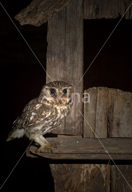 Steenuil (Athene noctua)