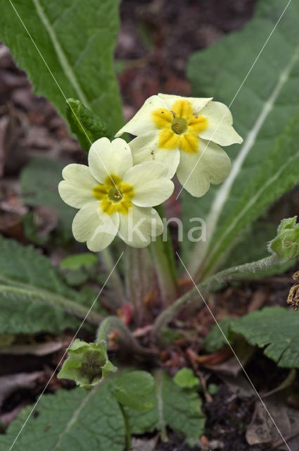 Stengelloze sleutelbloem (Primula vulgaris)