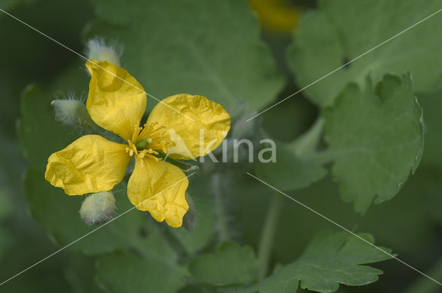 Greater Celandine (Chelidonium majus)