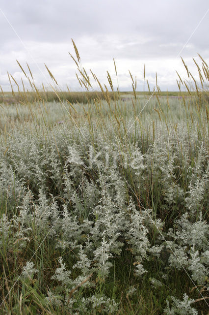 Strandkweek (Elytrigia atherica)