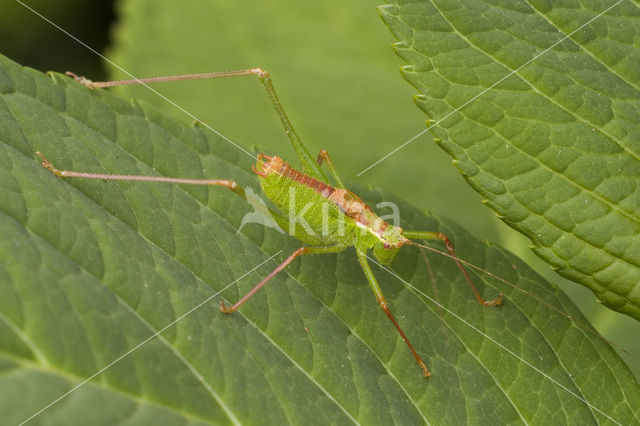 Struiksprinkhaan (Leptophyes punctatissima)