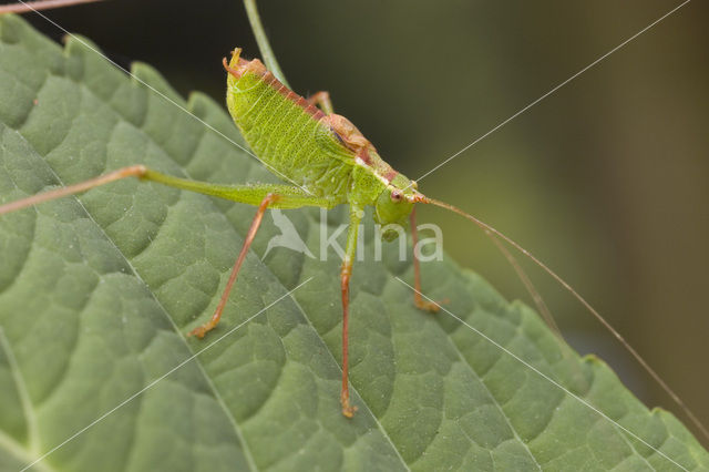 Struiksprinkhaan (Leptophyes punctatissima)