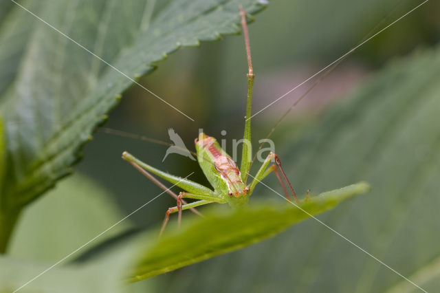 Struiksprinkhaan (Leptophyes punctatissima)