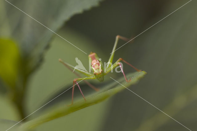 Struiksprinkhaan (Leptophyes punctatissima)