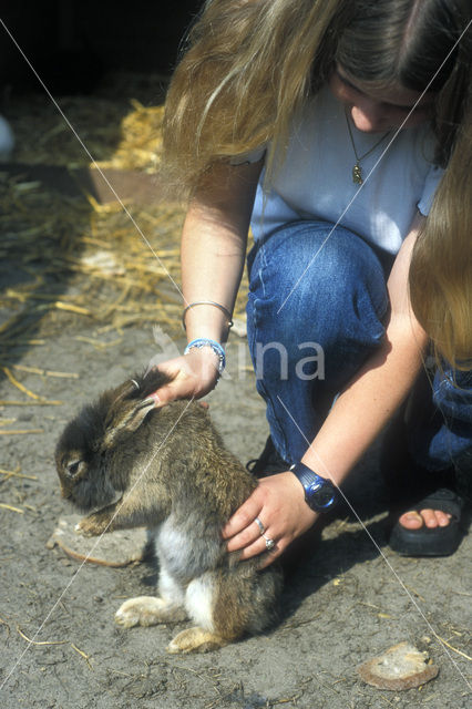 Tam Konijn (Oryctolagus cuniculus)