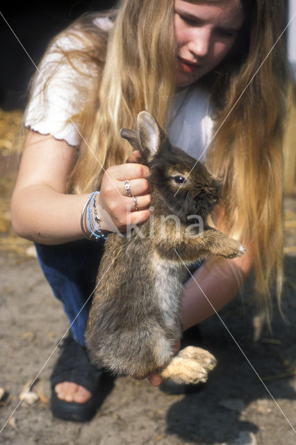 Tam Konijn (Oryctolagus cuniculus)