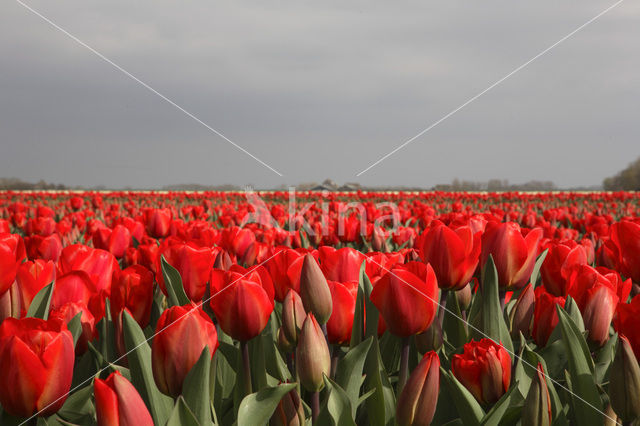 Tulp (Tulipa)