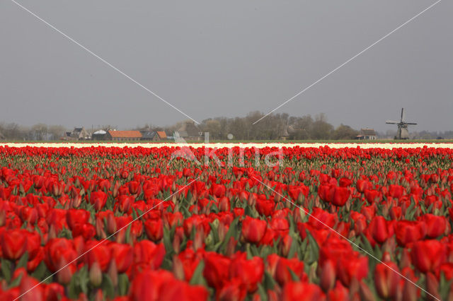 Tulp (Tulipa)