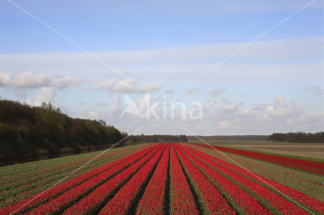 Tulp (Tulipa)