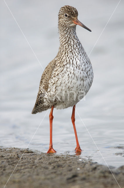 Common Redshank (Tringa totanus)