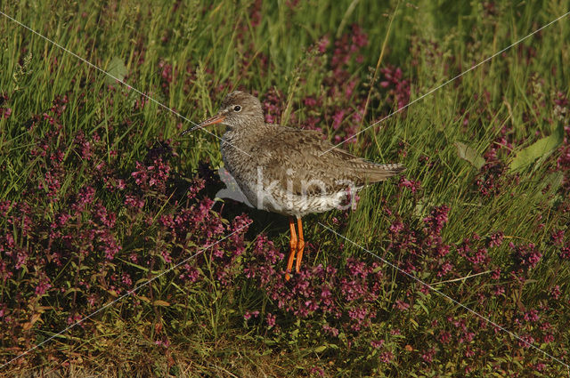 Tureluur (Tringa totanus)