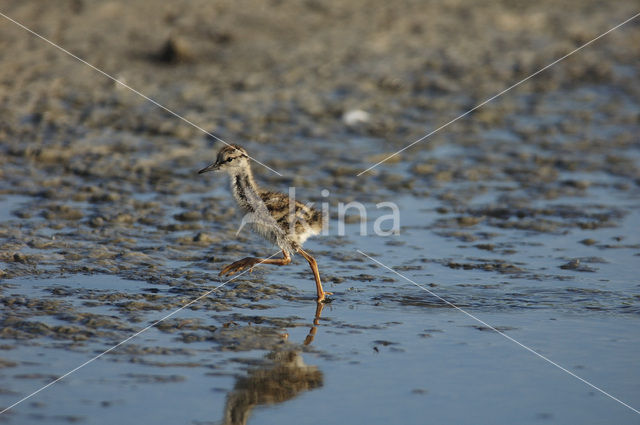 Common Redshank (Tringa totanus)