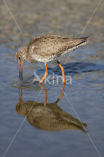 Common Redshank (Tringa totanus)