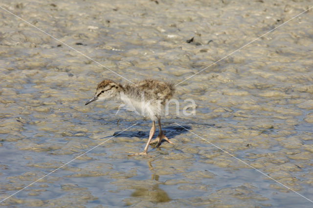 Common Redshank (Tringa totanus)