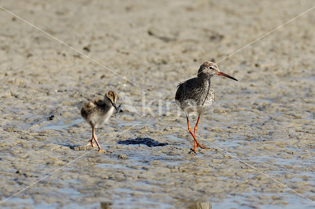 Tureluur (Tringa totanus)