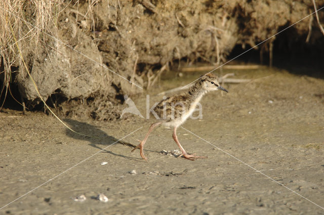 Common Redshank (Tringa totanus)