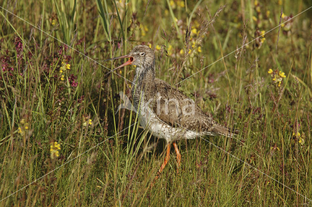 Common Redshank (Tringa totanus)