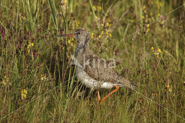 Tureluur (Tringa totanus)