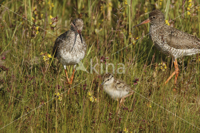 Tureluur (Tringa totanus)