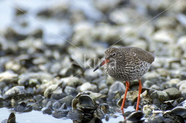 Tureluur (Tringa totanus)