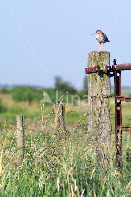 Common Redshank (Tringa totanus)