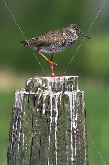 Common Redshank (Tringa totanus)