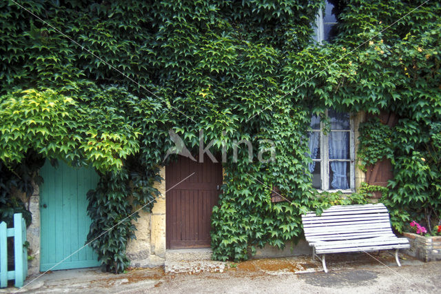 Valse wingerd (Parthenocissus inserta)