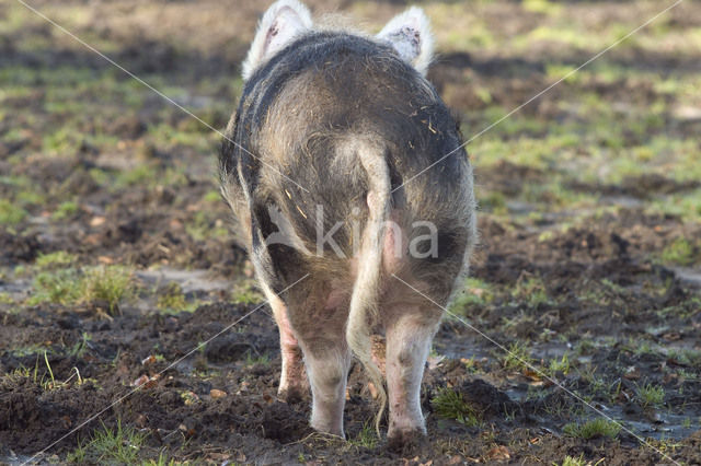 Varken (Sus domesticus)