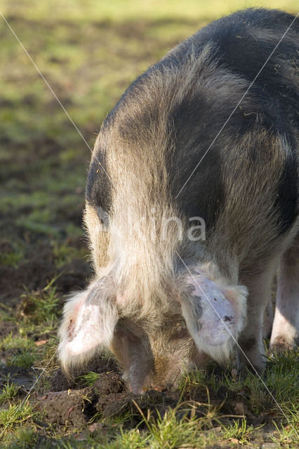 Varken (Sus domesticus)